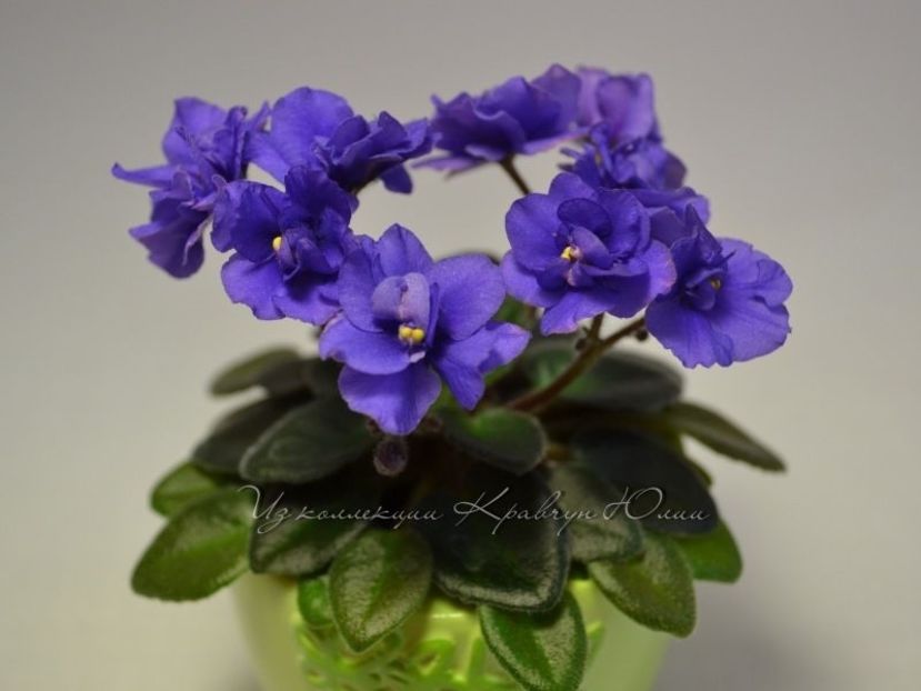 Rob s Voodoo Blue - Violete
