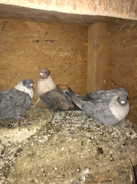 4FB648F1-287E-4E1E-959F-5E59719E7661 - A - Egipteni Swift