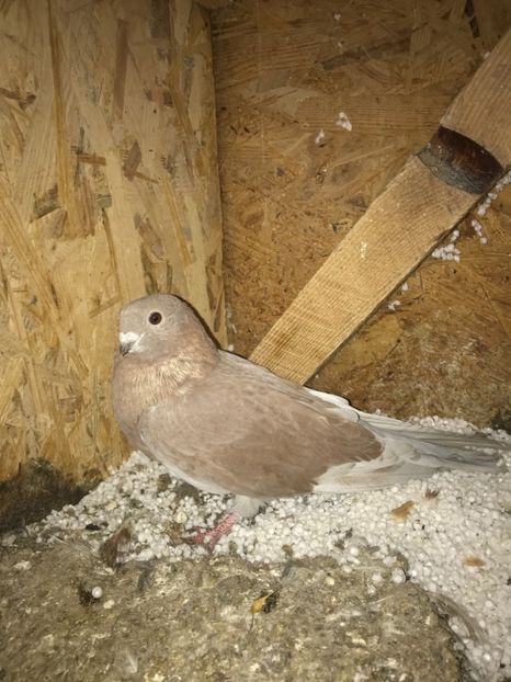 14788E3F-B6FF-43CD-8F79-BF233CC31546 - A - Egipteni Swift