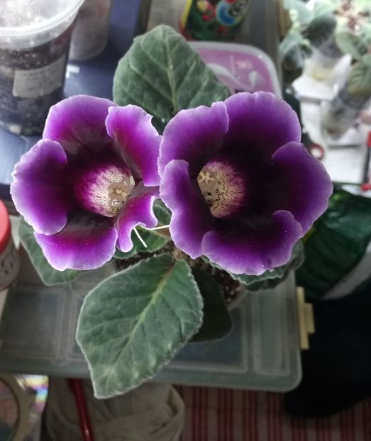 Nr.13 - Gloxinii din semințele obținute de mine 2018-2019
