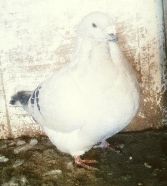  - - A - CRESCATOR POLIVALENT