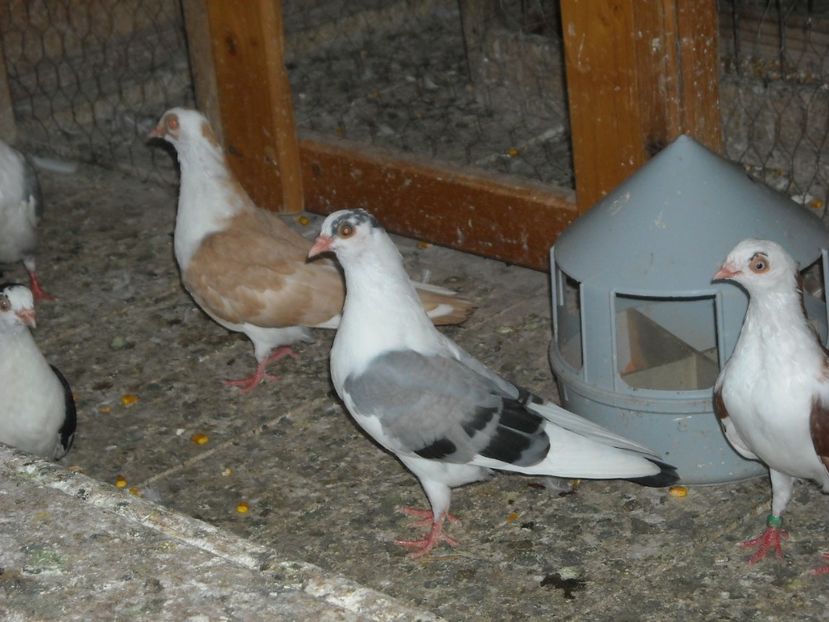  - PORUMBEI CARE MI AU APARTINUT