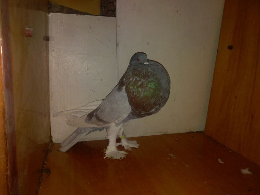 M 2017 - Gusat de Pomerania