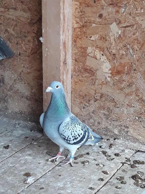 C1 F 2016 fiica din L8 Nat Maraton - MATCA 2019