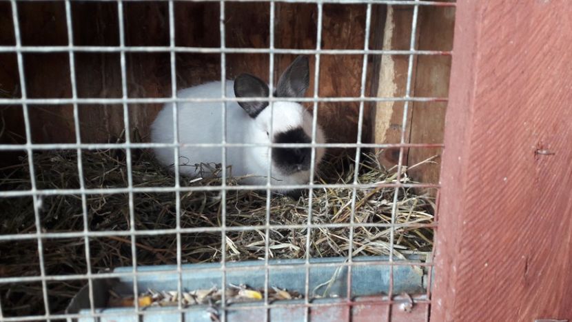  - d californieni 2019