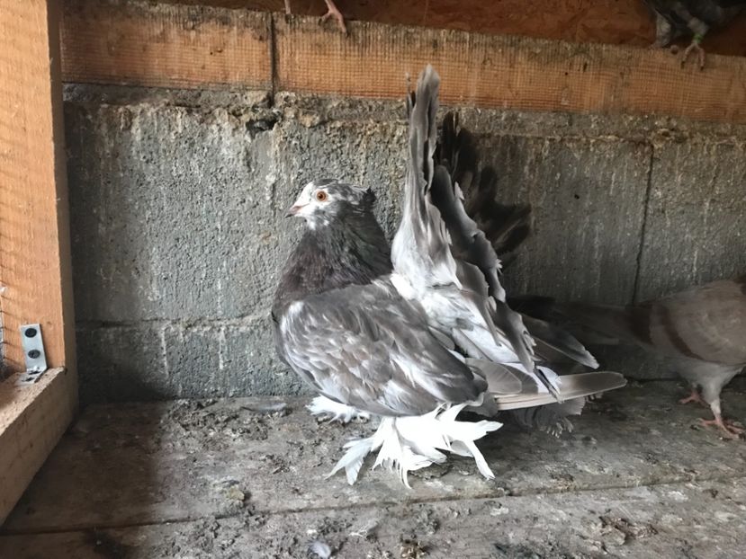 CA4D5722-F598-49C1-BEB1-06AA87954752 - Porumbei-amintiri