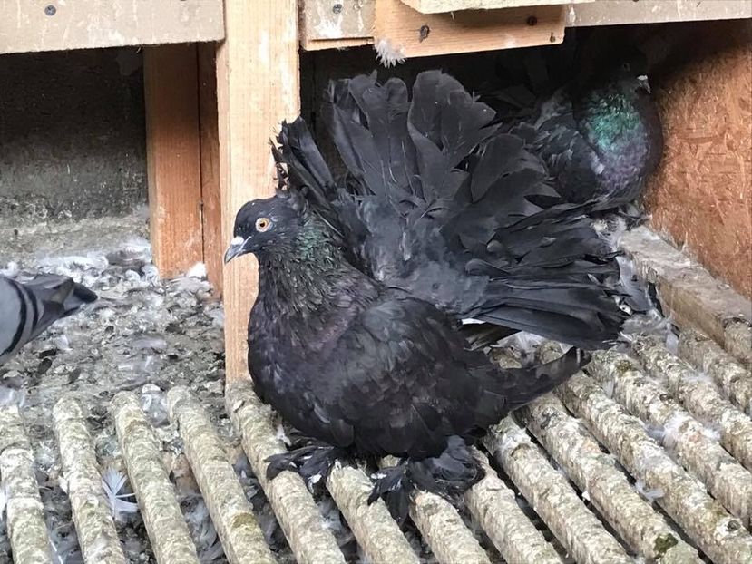 5301191B-D1D7-4749-A707-457DF3ADDE78 - Porumbei-amintiri