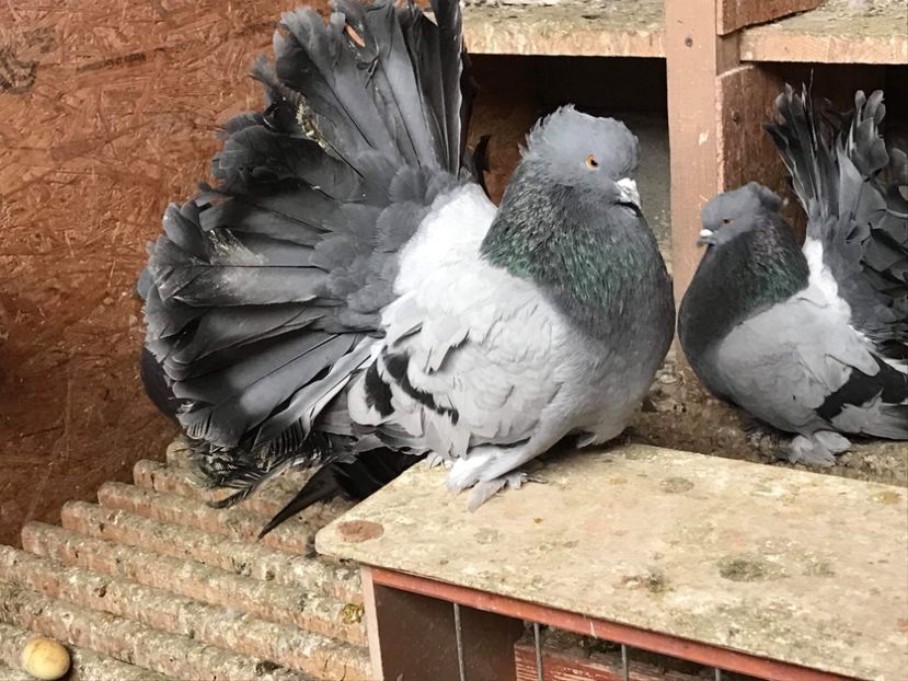 05824F40-48D2-4E46-B001-20B328065157 - Voltati indieni