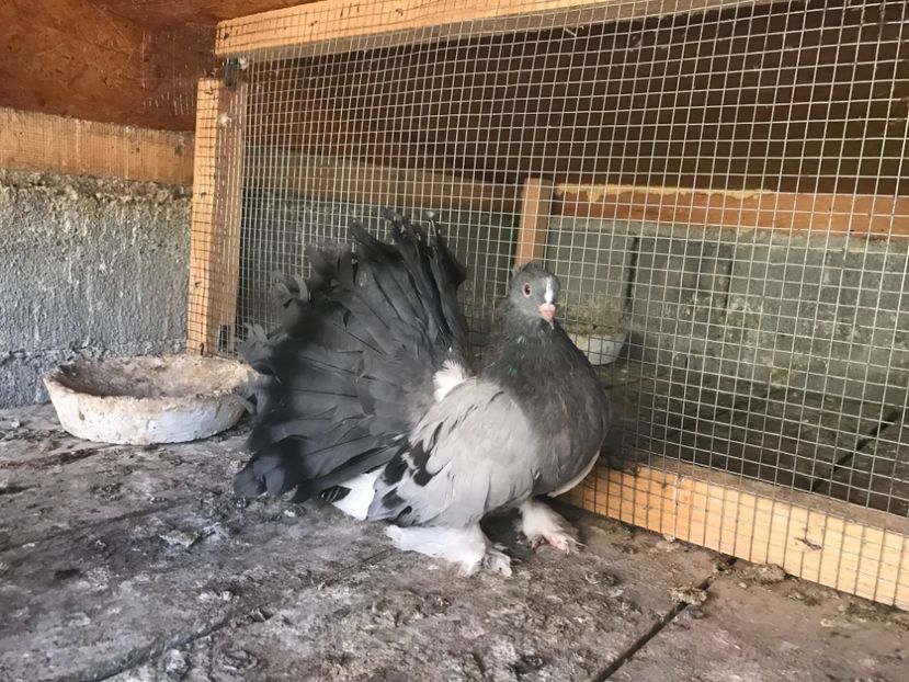 A3A56153-1165-4447-B7BC-2BA4CE3AA5EA - Porumbei-amintiri