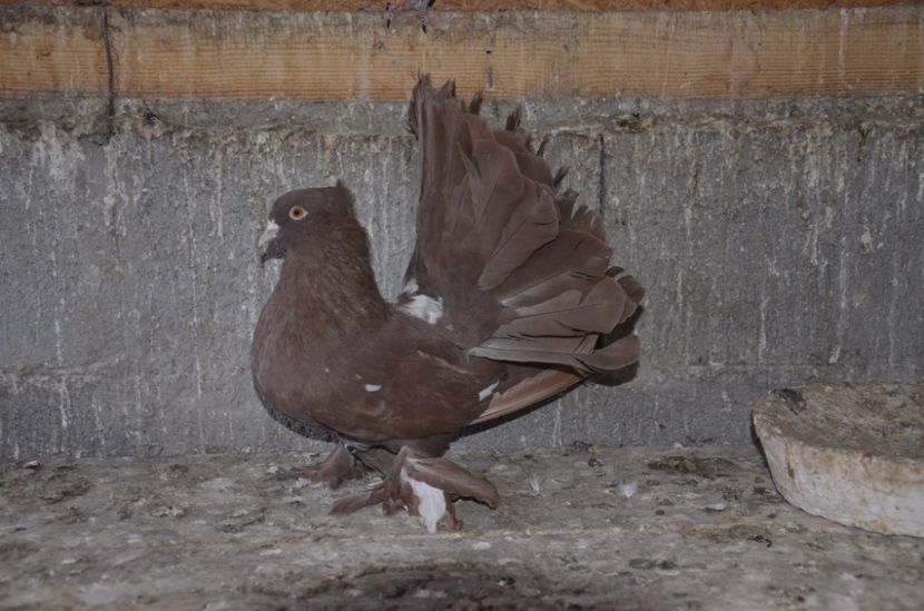 B4CBAE18-DDEE-4DD6-BD2B-30F1E396F755 - Porumbei-amintiri