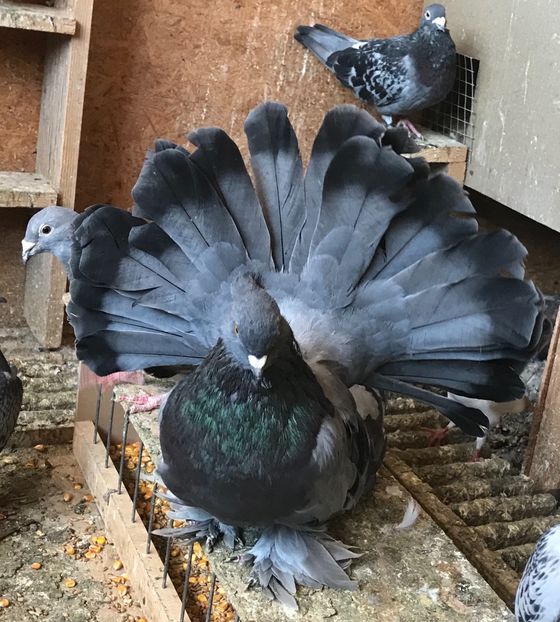 5AF276CE-313C-44B6-A974-3513392D7A86 - Porumbei-amintiri