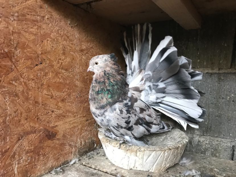 A766DB5D-4798-4C2F-85BE-16371CF29277 - Porumbei-amintiri