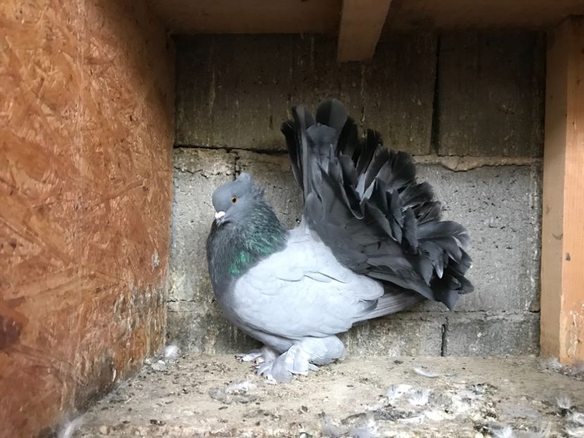 AF045F6A-CD50-4C58-8CC7-A9C3830A8906 - Porumbei-amintiri