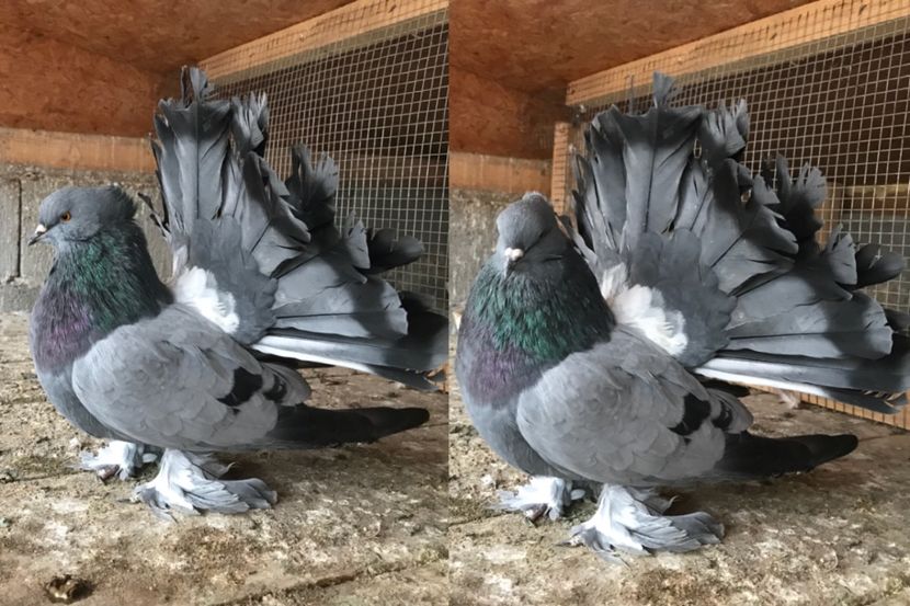 0B2DCBF9-936E-4651-96C3-718FE268D434 - Voltati indieni