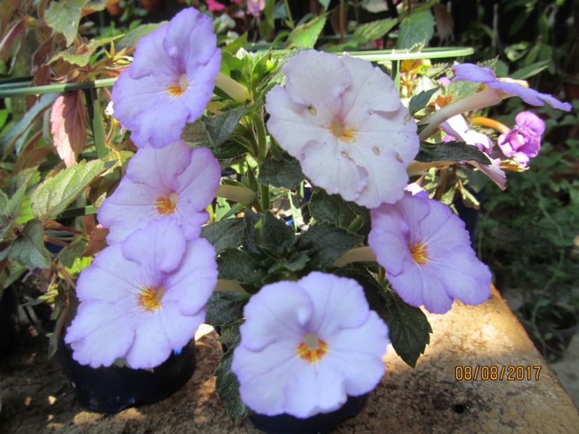  - ACHIMENES 2020 - VANZARI HIBRIZI