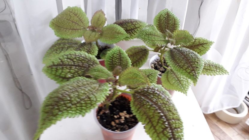 Mayana fiecare pui 15 lei - 111 Mayana