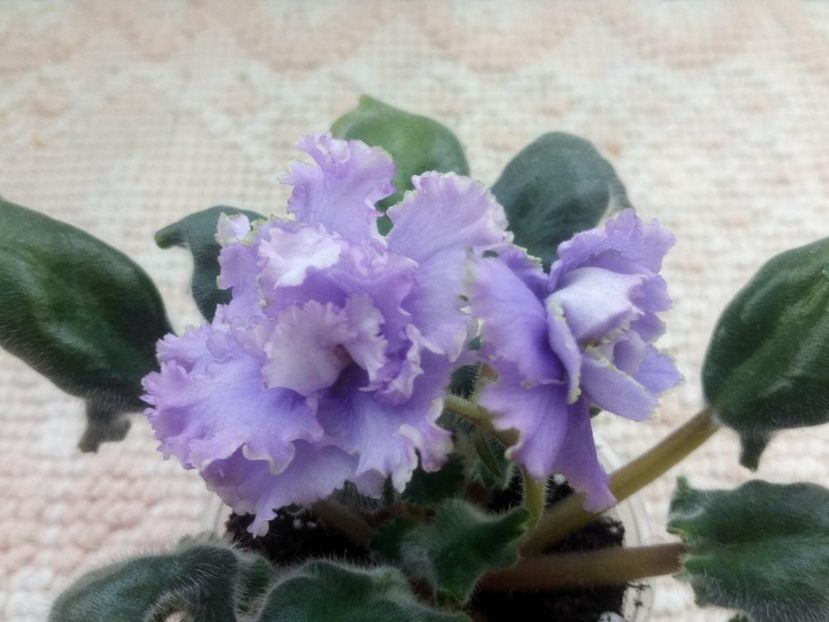 29 ian - ZZ EK Nebesnaja Lazur