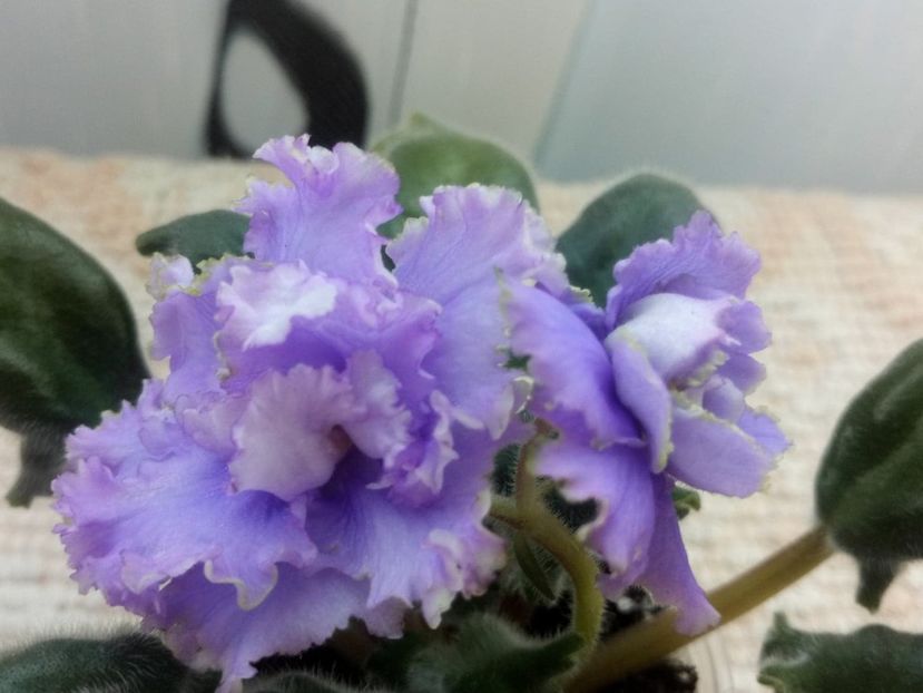 29 ian - ZZ EK Nebesnaja Lazur