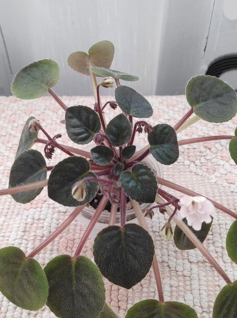 9 ian - ZZ Deer Path