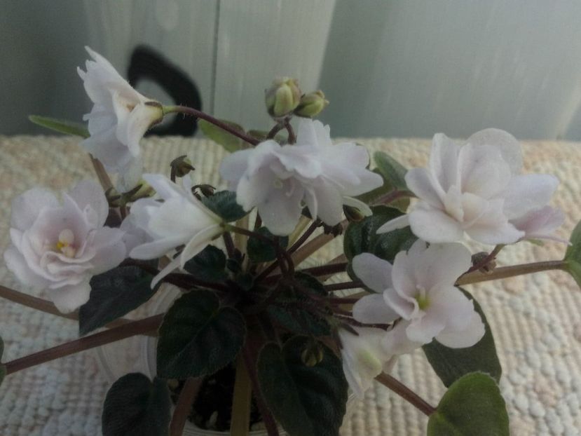 24 ian - ZZ Deer Path