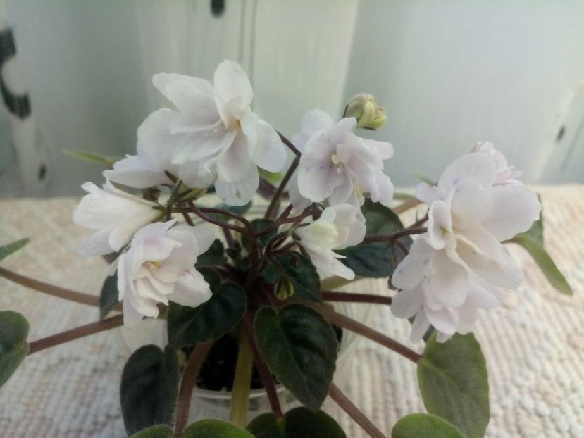 24 ian - ZZ Deer Path