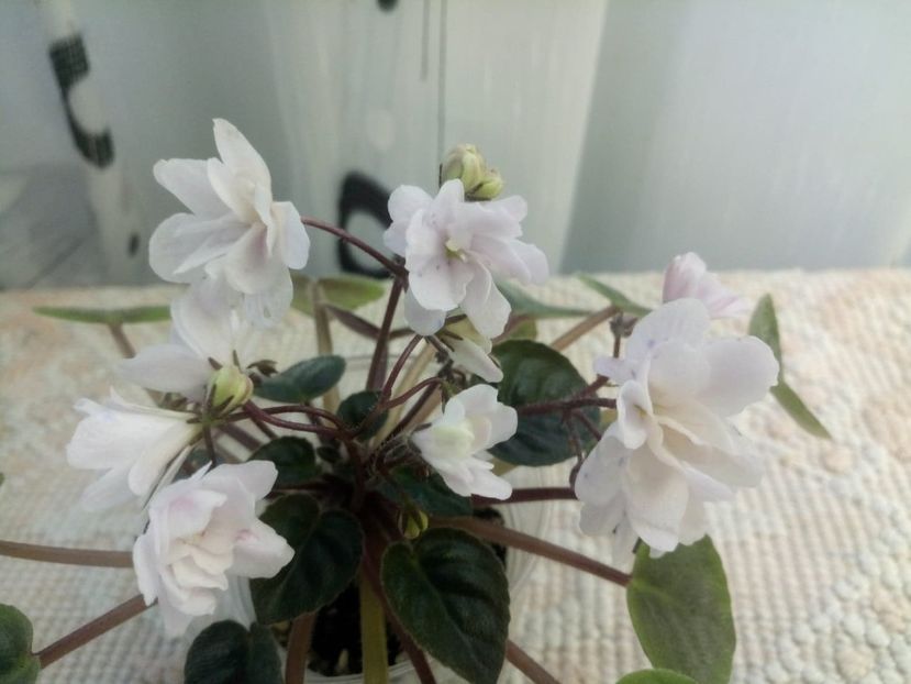 24 ian - ZZ Deer Path