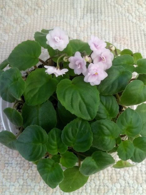 24 ian - Rob s Vanilla trail