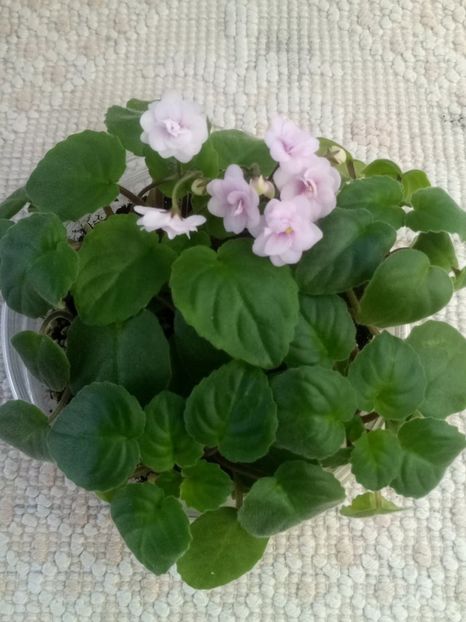 24 ian - Rob s Vanilla trail