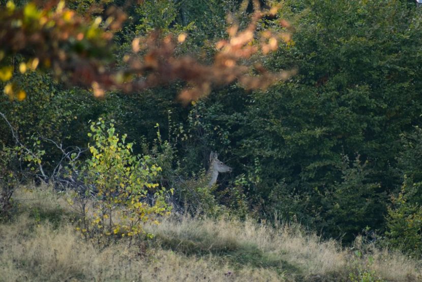 Ciuta - Octombrie 2018