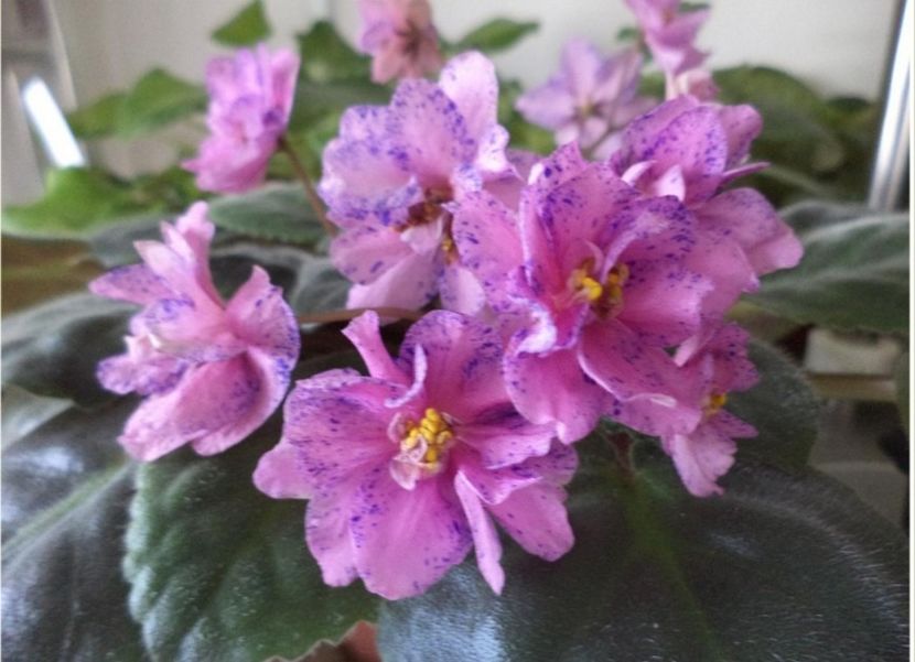 Poza net - Cathedral