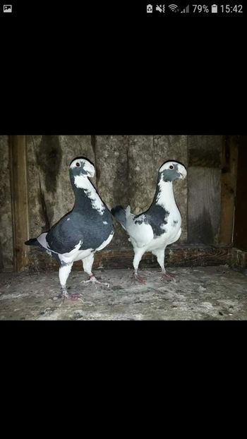 Screenshot_20190130-154213_Facebook - Voiajori Germani De Vanzare