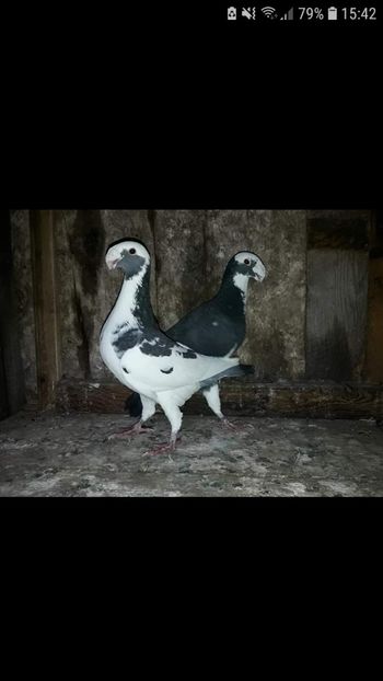 Screenshot_20190130-154204_Facebook - Voiajori Germani De Vanzare