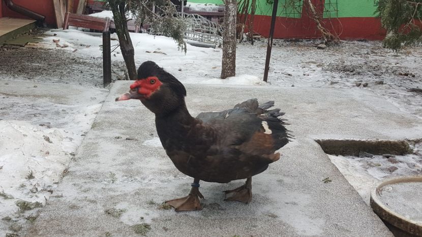 Ulise - 0001 rate lesesti matca 2019 lot 3