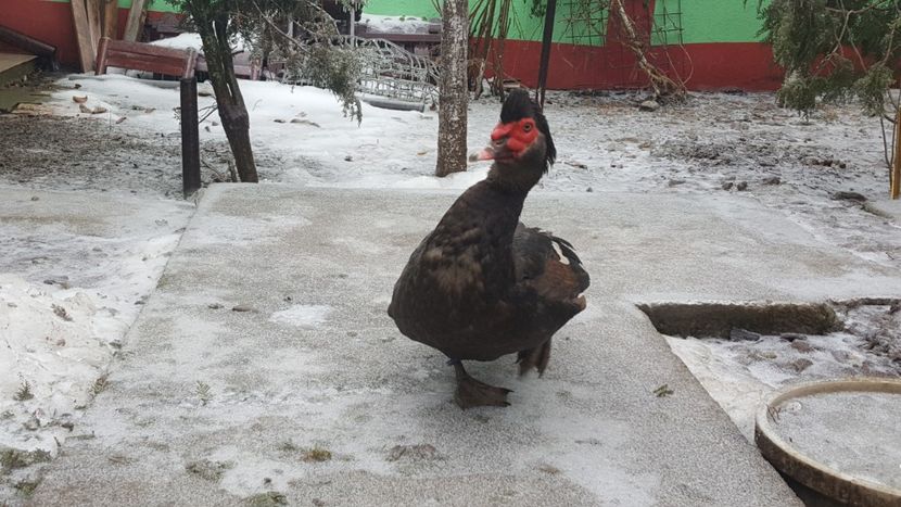  - 0001 rate lesesti matca 2019 lot 3