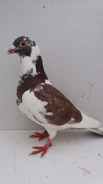 M 2018 vandut - De! voiajori vanduti