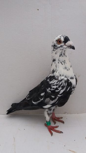 M 2018 vandut - De! voiajori vanduti