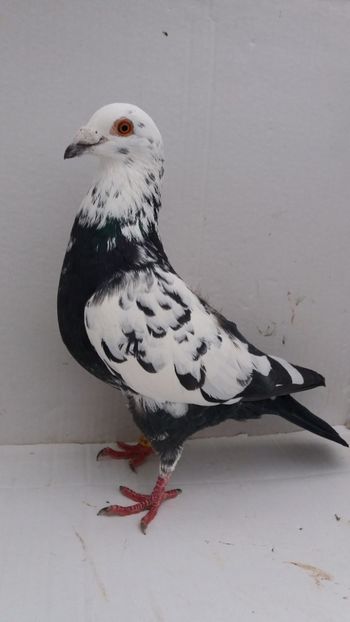 M 2015 vandut - De! voiajori vanduti