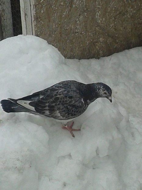 received_243664276547208 - Ianuarie 2019