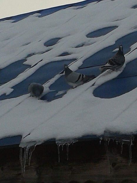 received_356627915176249 - Ianuarie 2019