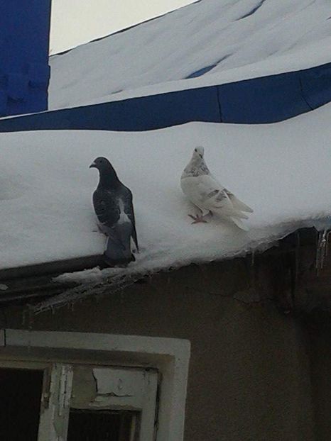 received_387401861806539 - Ianuarie 2019