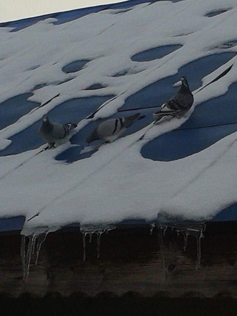 received_300476227490856 - Ianuarie 2019