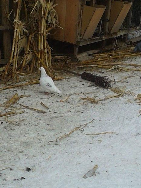 received_2055325474769362 - Ianuarie 2019