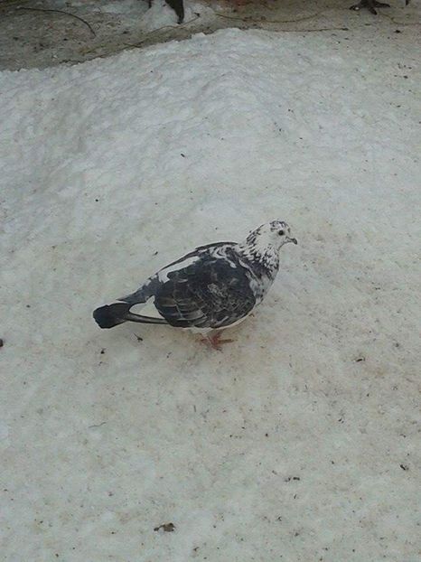 received_379733026157259 - Ianuarie 2019