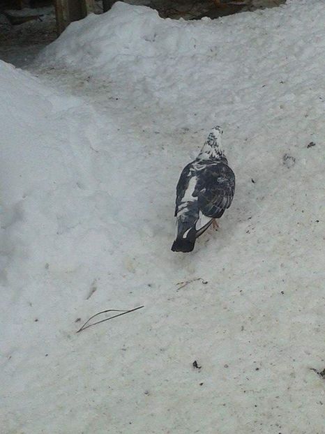 received_289276981691961 - Ianuarie 2019