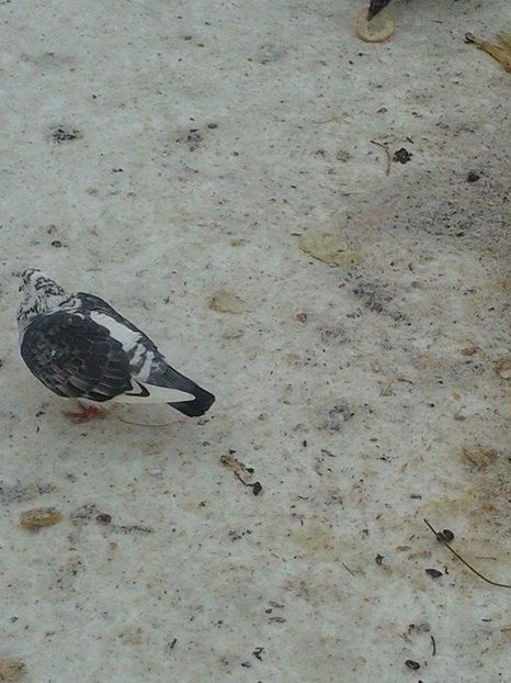 received_374711766692973 - Ianuarie 2019