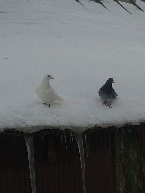 received_604262020012025 - Ianuarie 2019