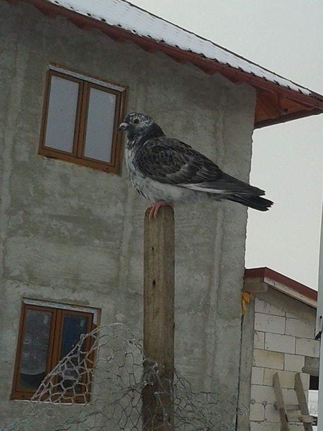 received_2289770668014181 - Ianuarie 2019