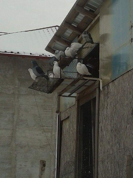 received_291813831511552 - Ianuarie 2019