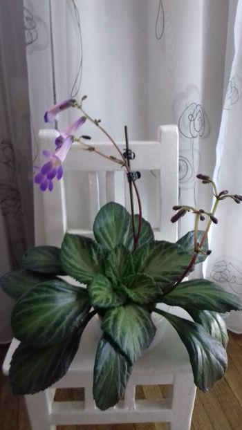  - 111 Primulina Aiko si Vertigo