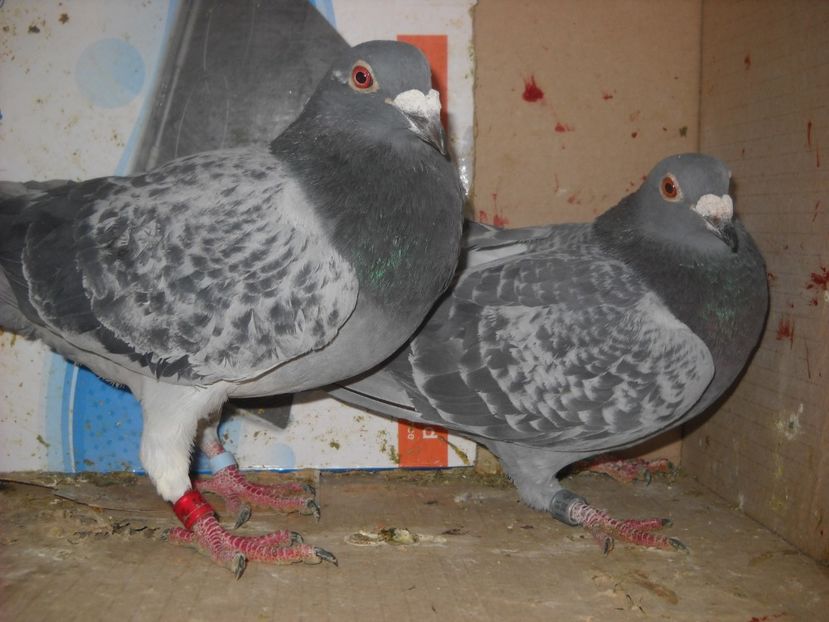 PER.Blg -200 ron. - UNDEVA IN SUCEAVA arhiva